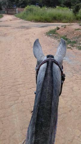 Égua mangalarga linda