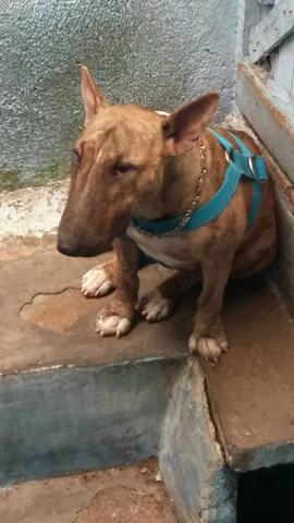Bull terrier ingles