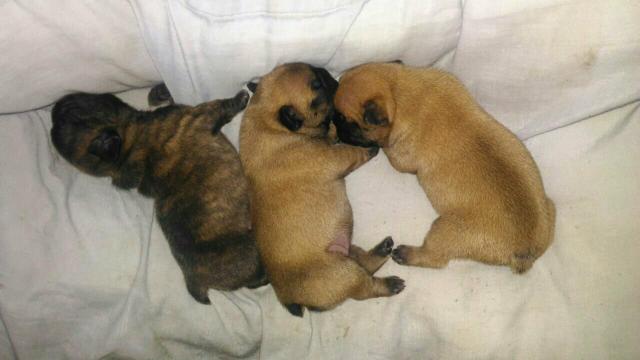 Bulldog Francês (Fêmea e macho)