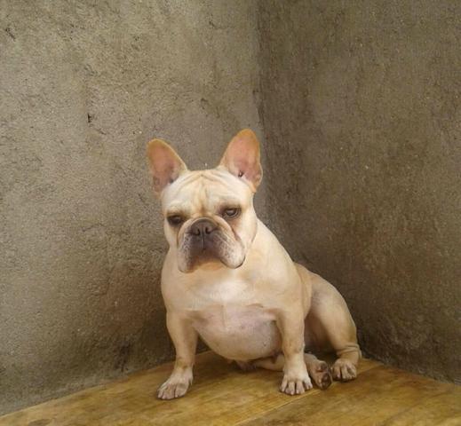 Bulldog frances femea creme