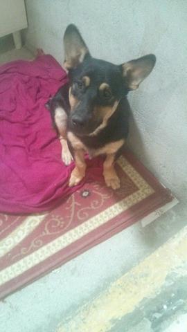 Cachorro pra adoção