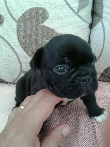 Casal de bulldog francês