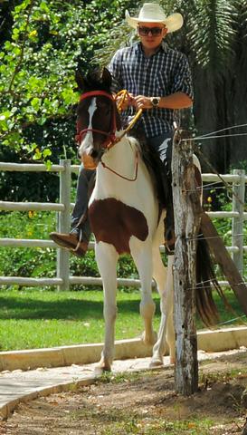 Cavalo e égua