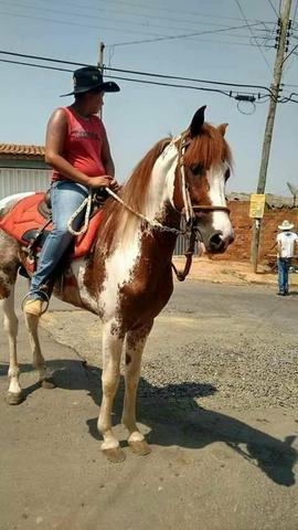 Cavalo mangalarga paulista puro registrado (obs:registro