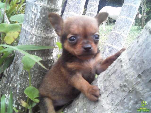 Chihuahua Femeas Minúsculas