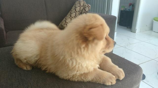 Chowchow