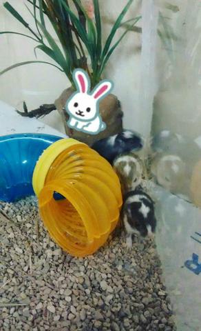 Gerbil - Esquilo da Mongólia