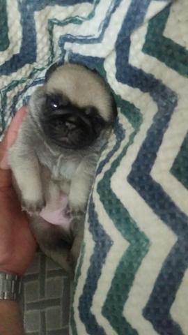 Linda pug 10x sem juros