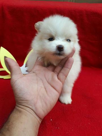 Lindos Spitz alemão anão com Pedigree