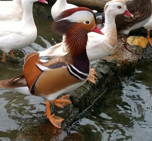 Pato mandarim canela