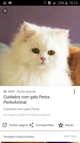 Quero gato Angora ou persa