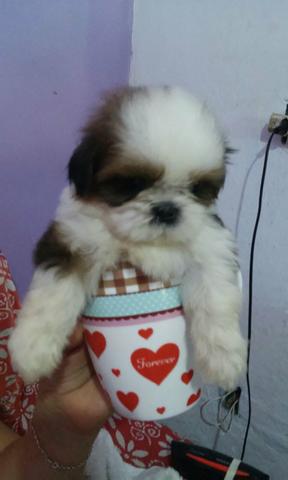 Shi tzu macho micro