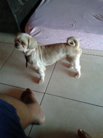 Shih Tzu macho