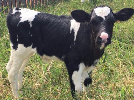 Terneira Holandesa 37 dias