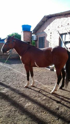 Égua de marcha mansa