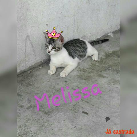 Adoção responsavel