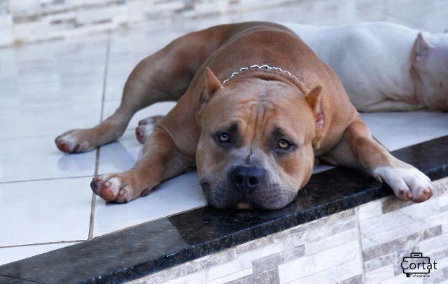 American bully pedigree 12 meses aceito cartão