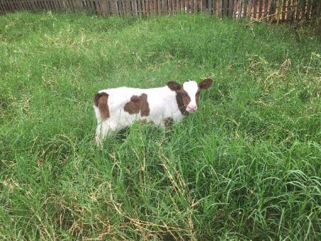 Barbada Terneira Holandesa Vermelha 29 dias