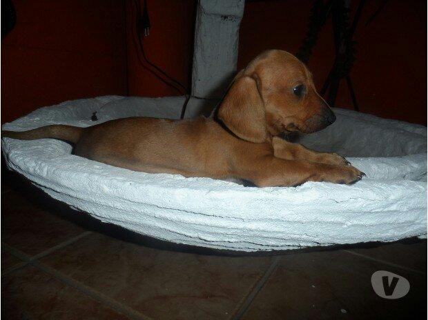 Basset Cofap Fêmea Dourada Com Pedigree