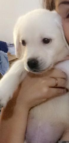 Cachorro Labrador