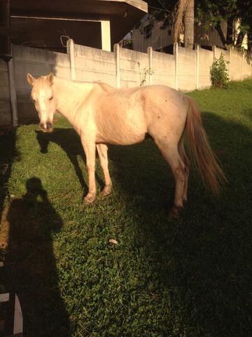 Cavalo Baio Amarilho
