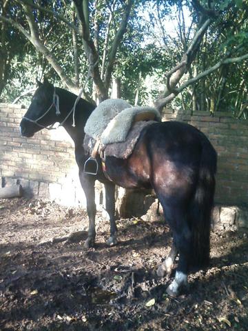 Cavalo crioulo