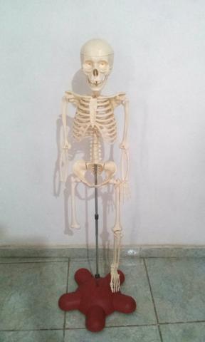 Esqueleto humano de resina