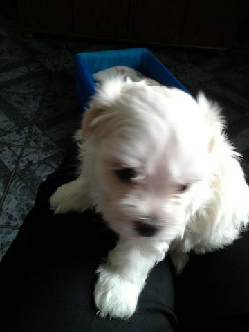 Fêmea maltês pra cruzar