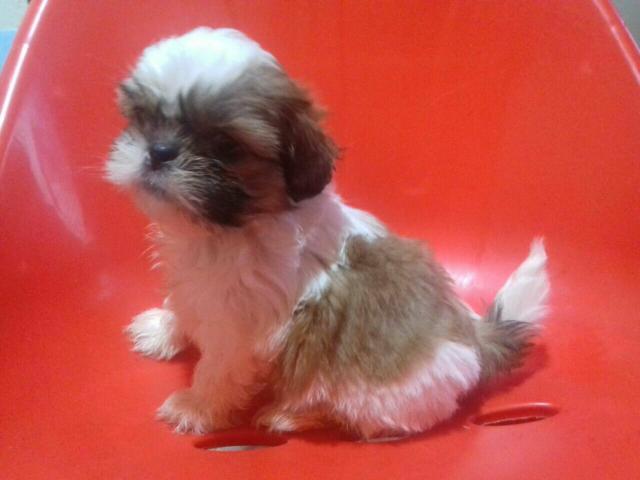 Fêmea shitzu 650 a vista
