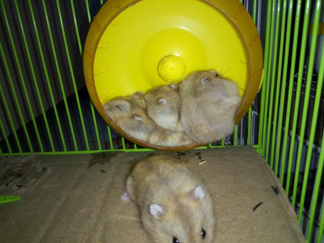 Hamsters anões russo