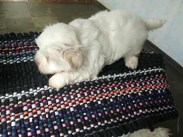 Lhasa Apso Branco