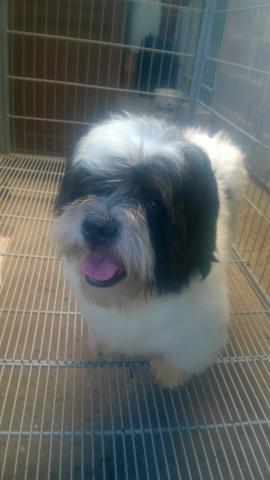Lhasa Apso um ano para doação