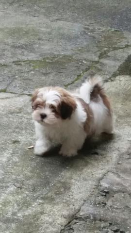 Lhasa apso