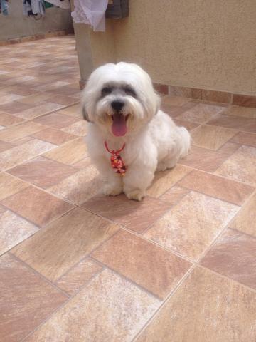 Lhasa apso macho