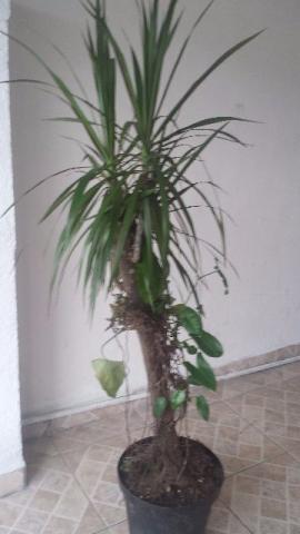 Linda palmeira de jardim