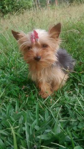 Linda princesinha raça dócil e companheira