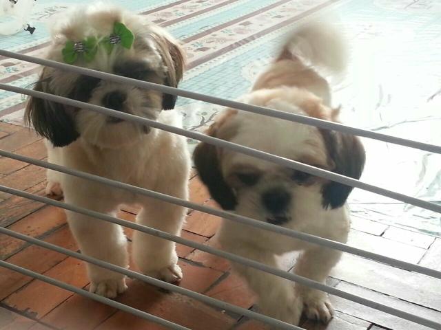 Macho de shih tzu padreador