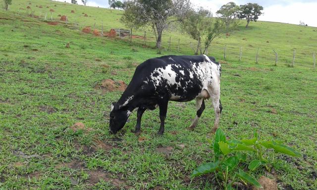 Novilha Girolando, Primeira Cria (Aceito Bezerros Mestiços)