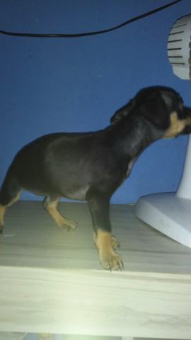 Pinscher femea numero 1 aproveite ganhei mais nao tenho