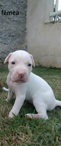 Pitbull red nose