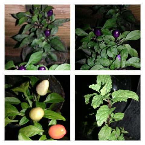 Plantas para decoracao