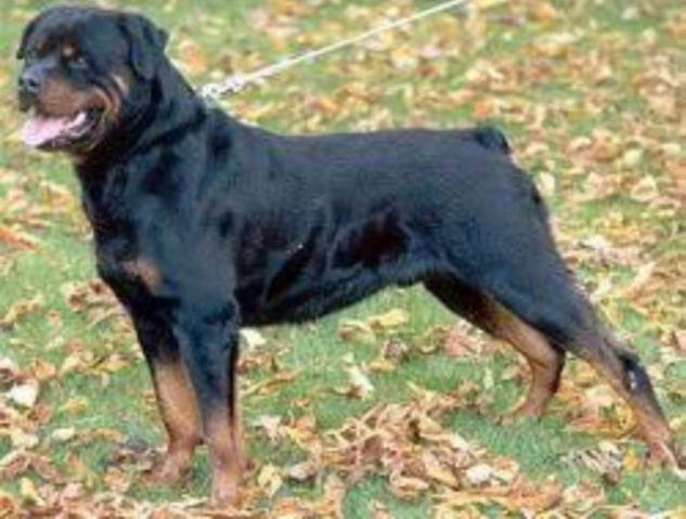 Rottweiler fêmea próximo ao cio aceito cartão