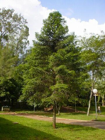 Sementes Araucária Bidwillii