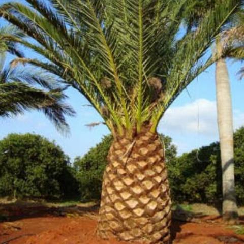 Sementes palmeira abacaxi