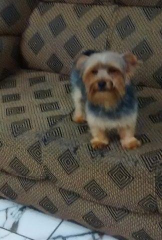 Seu melhor amigo e companheiro York