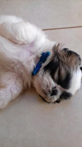 Shih tzu macho