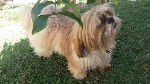 ShihTzu macho disponível para coberturas