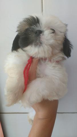 Shitzu Mine Macho tricolor