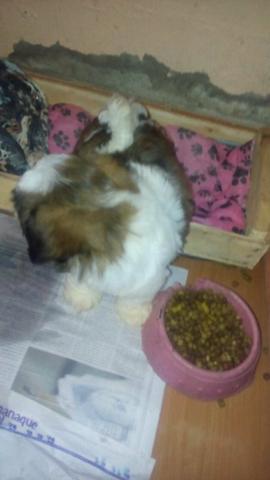 Shitzu machinho ja vacinados aceito cartão