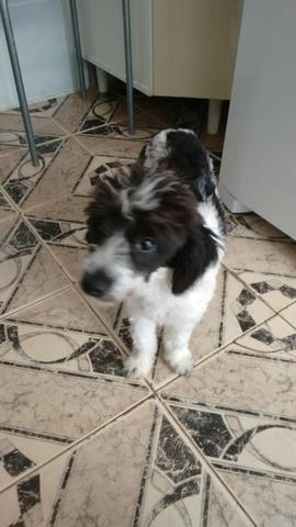 Vendo cachorrinha calminha gosta de criança